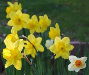 daffodils_april_10_03_edited